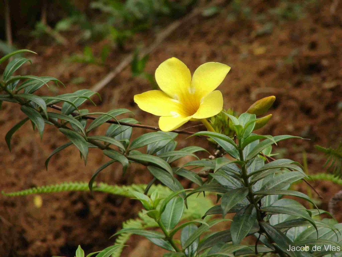 Allamanda cathartica L.